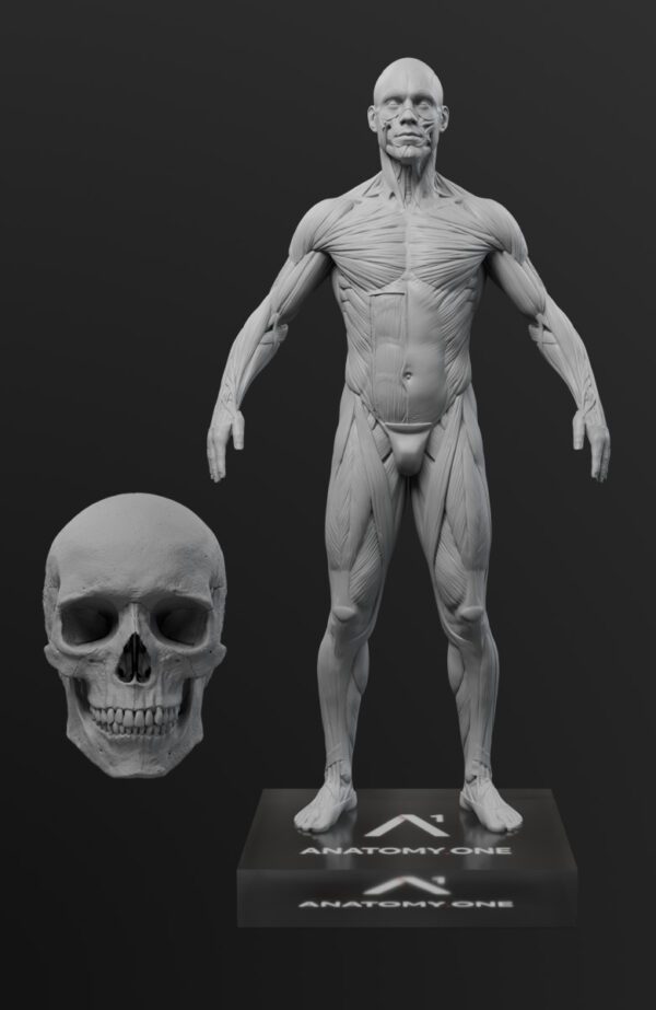 Anatomy Mastery Pack. Male figure.