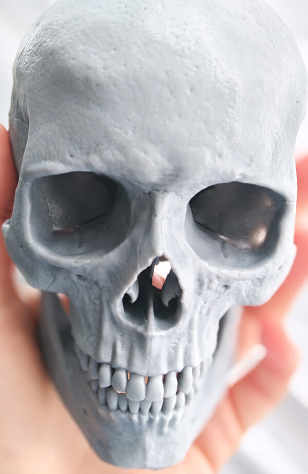 Pack Maestro de Anatomía. Figura Masculina. - Imagen 4