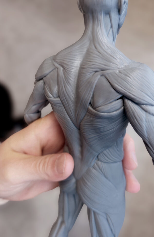 Pack Maestro de Anatomía. Figura Masculina. - Imagen 6