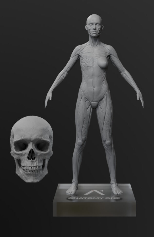 Pack Maestro de Anatomía. Figura Femenina