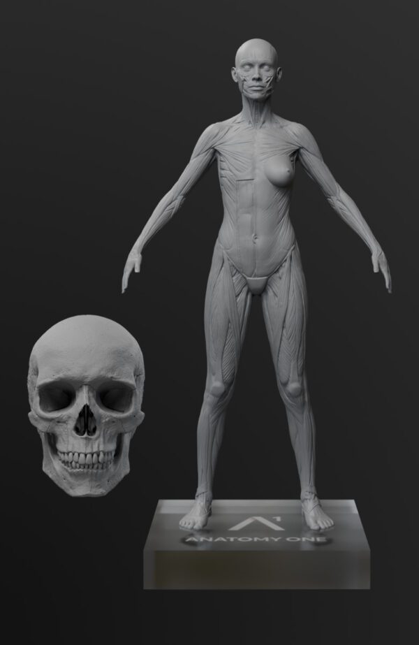 Anatomy Mastery Pack. Female figure.