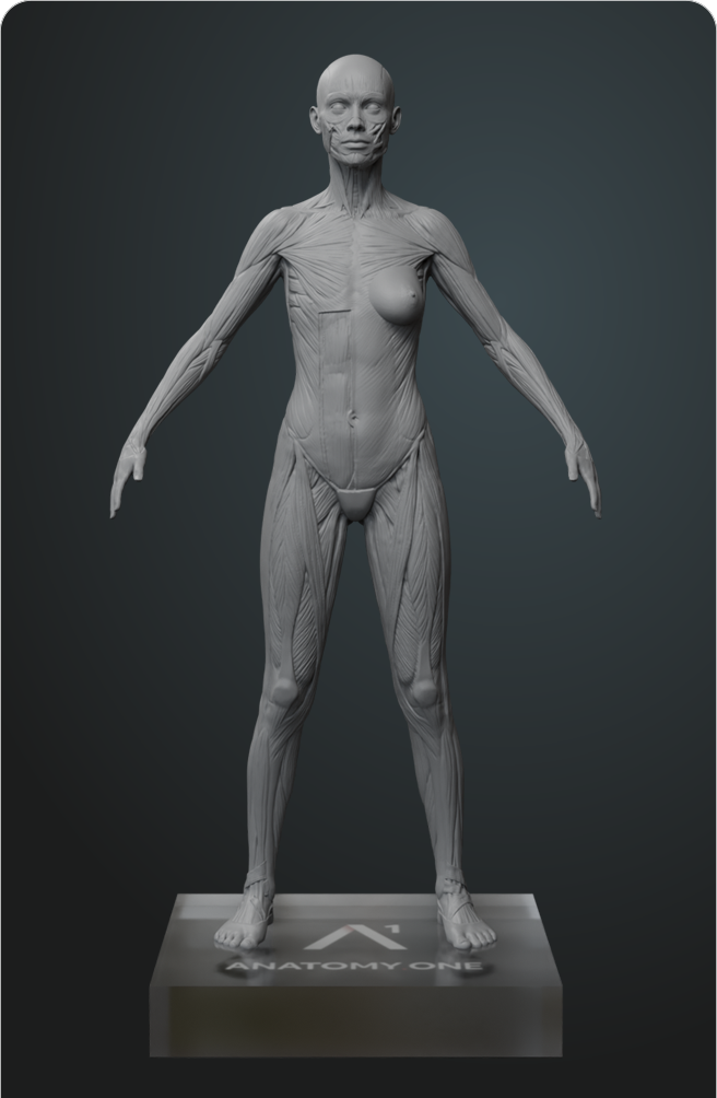 Figura anatómica femenina. Edición para Artistas. Gris Neutro Premium.